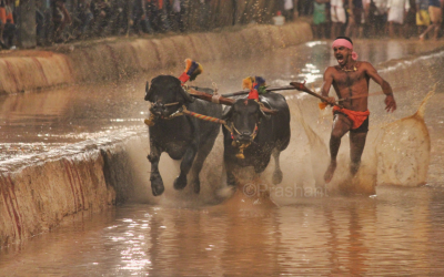 Kambala – Karnataka’s traditional buffalo race thrills us