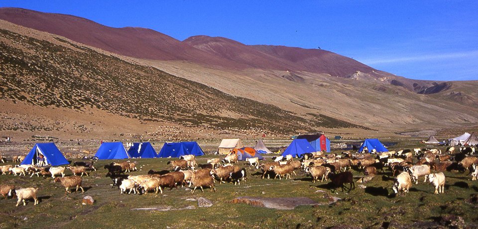 Markha Valley Trek in manali