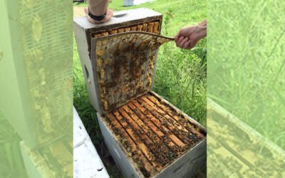 Honey Farm: A chilling visit to a 100-year-old bee’s kingdom