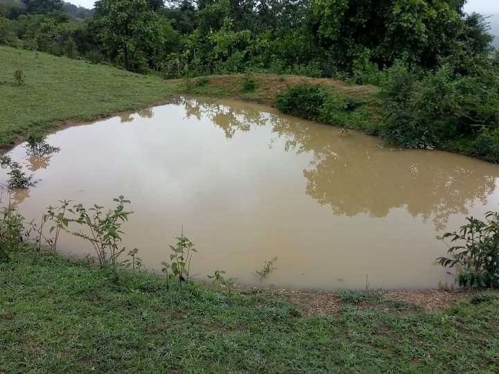 Absorption pit, planting trees